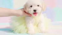 ANGEL, a female Maltipoo and Poodle - Toy  for sale in San Diego, CA – 3 of 5