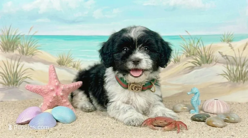 PANDA – Maltipoo, Poodle - Toy  puppy for sale in San Diego, CA