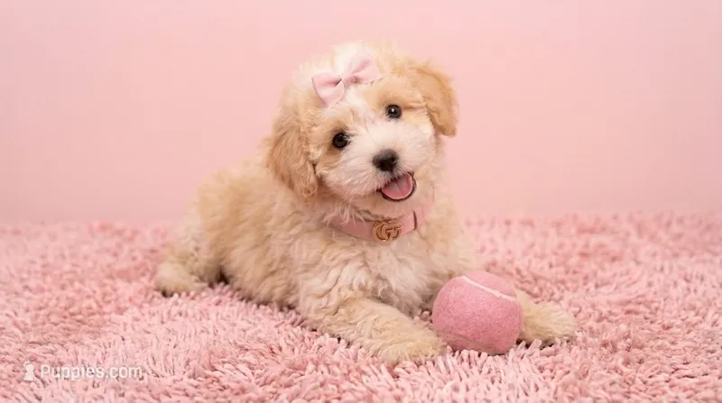 ANGEL – Maltipoo, Poodle - Toy  puppy for sale in San Diego, CA