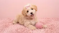 ANGEL, a female Maltipoo and Poodle - Toy  for sale in San Diego, CA – 3 of 6