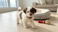 TEDDY, a male Maltipoo and Poodle - Toy  for sale in San Diego, CA – 4 of 5