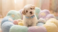 WOODY, a male Maltipoo and Poodle - Toy  for sale in San Diego, CA – 4 of 5
