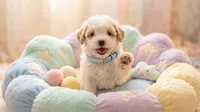 WOODY, a male Maltipoo and Poodle - Toy  for sale in San Diego, CA – 1 of 5