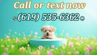 PANDA, a male Maltipoo and Poodle - Toy  for sale in San Diego, CA – 5 of 6