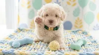 GUCCI, a male Maltipoo and Poodle - Toy  for sale in San Diego, CA – 4 of 6