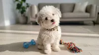 TEDDY, a male Maltipoo and Poodle - Toy  for sale in San Diego, CA – 4 of 6