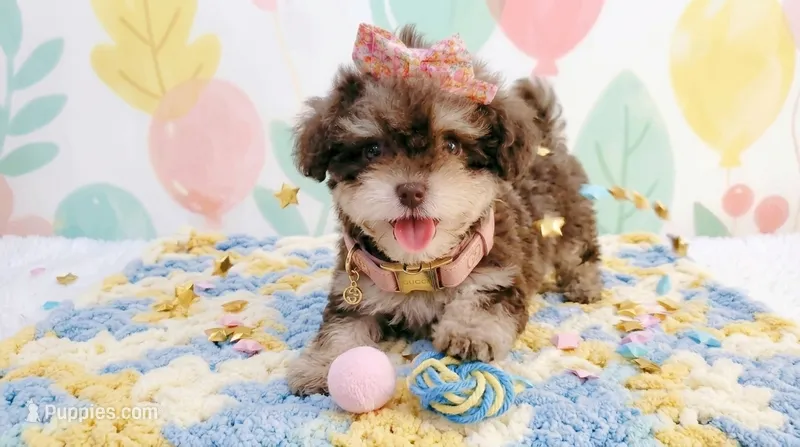 FEMALE – Maltipoo, Poodle - Toy  puppy for sale in San Diego, CA
