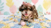 BABY, a female Maltipoo and Poodle - Toy  for sale in San Diego, CA – 1 of 7