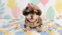 BABY, a female Maltipoo and Poodle - Toy  for sale in San Diego, CA – 2 of 7