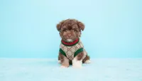 TEDDY, a male Maltipoo and Poodle - Toy  for sale in San Diego, CA – Photo 1 of 6