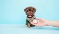TEDDY, a male Maltipoo and Poodle - Toy  for sale in San Diego, CA – Photo 3 of 6
