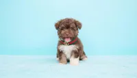 TEDDY, a male Maltipoo and Poodle - Toy  for sale in San Diego, CA – Photo 4 of 6