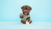 TEDDY, a male Maltipoo and Poodle - Toy  for sale in San Diego, CA – Photo 2 of 6