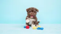 TEDDY, a male Maltipoo and Poodle - Toy  for sale in San Diego, CA – Photo 5 of 6