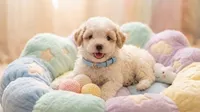 WOODY, a male Maltipoo and Poodle - Toy  for sale in San Diego, CA – 3 of 5