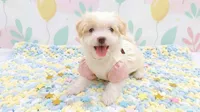 ANGEL, a female Maltipoo and Poodle - Toy  for sale in San Diego, CA – 3 of 7