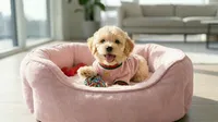 CHANEL, a female Maltipoo and Poodle - Toy  for sale in San Diego, CA – 4 of 5