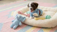 BABY, a male Maltipoo and Poodle - Toy  for sale in San Diego, CA – 2 of 7