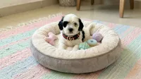 PANDA, a male Maltipoo and Poodle - Toy  for sale in San Diego, CA – 3 of 6