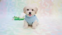 Buddy, a male Maltipoo for sale in San Diego, CA – Photo 2 of 5