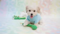 Buddy, a male Maltipoo for sale in San Diego, CA – Photo 3 of 5
