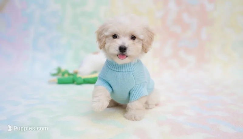 Buddy, a male Maltipoo for sale in San Diego, CA – Photo 1 of 5