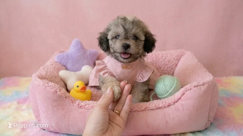 BABY – Maltipoo, Poodle - Toy  puppy for sale in San Diego, CA