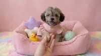 BABY, a female Maltipoo and Poodle - Toy  for sale in San Diego, CA – 1 of 7