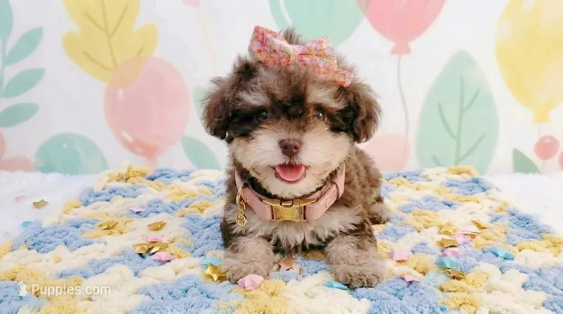 BABY – Maltipoo, Poodle - Toy  puppy for sale in San Diego, CA