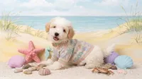 TEDDY, a male Maltipoo and Poodle - Toy  for sale in San Diego, CA – 3 of 6