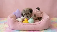 BABY, a female Maltipoo and Poodle - Toy  for sale in San Diego, CA – 4 of 7