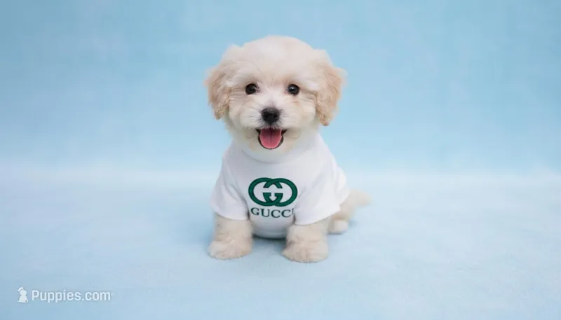 Male, a male Maltipoo for sale in San Diego, CA – Photo 1 of 5