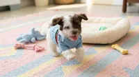 BABY, a male Maltipoo and Poodle - Toy  for sale in San Diego, CA – 6 of 7