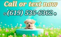 BABY, a female Maltipoo and Poodle - Toy  for sale in San Diego, CA – 5 of 5
