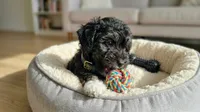 GUCCI, a male Maltipoo and Poodle - Toy  for sale in San Diego, CA – 3 of 5