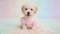 BABY, a female Maltipoo and Poodle - Toy  for sale in San Diego, CA – Photo 2 of 5