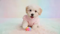 BABY, a female Maltipoo and Poodle - Toy  for sale in San Diego, CA – Photo 1 of 5