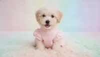 BABY, a female Maltipoo and Poodle - Toy  for sale in San Diego, CA – Photo 3 of 5