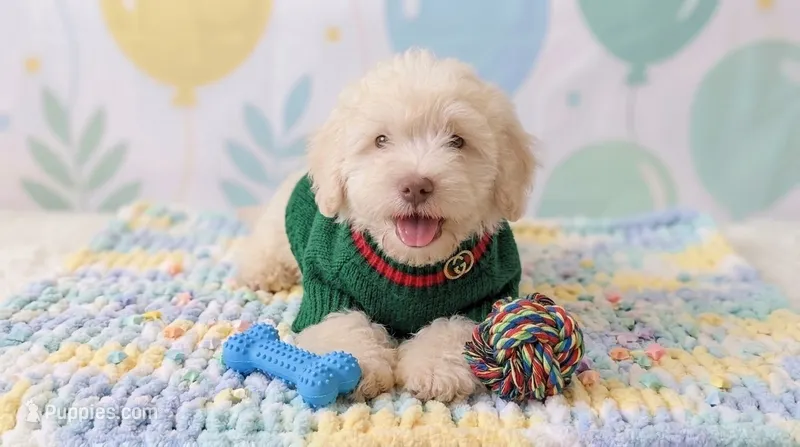 GUCCI – Maltipoo, Poodle - Toy  puppy for sale in San Diego, CA