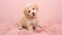 ANGEL, a female Maltipoo and Poodle - Toy  for sale in San Diego, CA – 2 of 6
