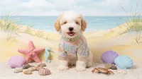 TEDDY, a male Maltipoo and Poodle - Toy  for sale in San Diego, CA – 1 of 6