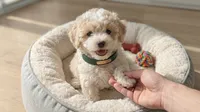 GUCCI, a male Maltipoo and Poodle - Toy  for sale in San Diego, CA – 2 of 6