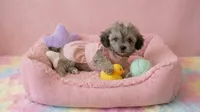 BABY, a female Maltipoo and Poodle - Toy  for sale in San Diego, CA – 3 of 7