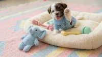 BABY, a male Maltipoo and Poodle - Toy  for sale in San Diego, CA – 1 of 7