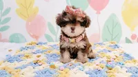 BABY, a female Maltipoo and Poodle - Toy  for sale in San Diego, CA – 4 of 6