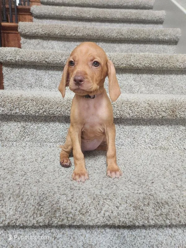 Naomi – Vizsla puppy for sale in Wasilla, AK