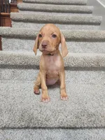 Naomi, a female Vizsla for sale in Wasilla, AK – 1 of 2