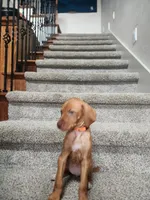 Ruth, a female Vizsla for sale in Wasilla, AK – 2 of 2