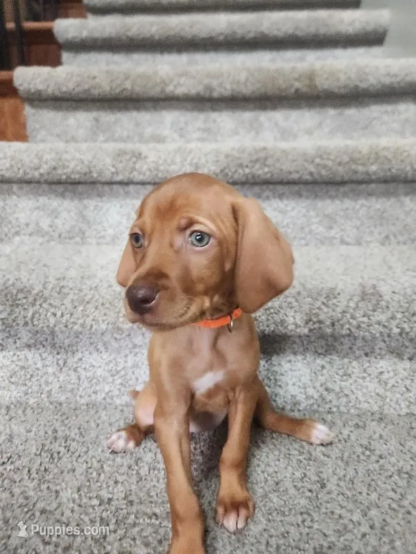 Ruth – Vizsla puppy for sale in Wasilla, AK