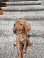 Ruth, a female Vizsla for sale in Wasilla, AK – 1 of 2